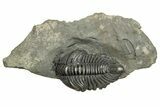 Pseudocybele Nasuta Trilobite - Fillmore Formation, Utah #254761-1